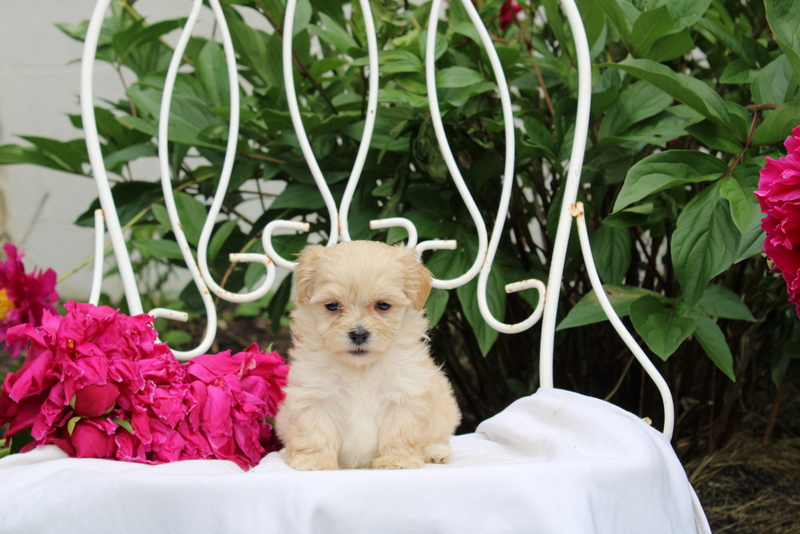 puppy, for, sale, Maltipoo, Matthew B. Stoltzfus, dog, breeder, Gap, PA, dog-breeder, puppy-for-sale, forsale, nearby, find, puppyfind, locator, puppylocator, aca
